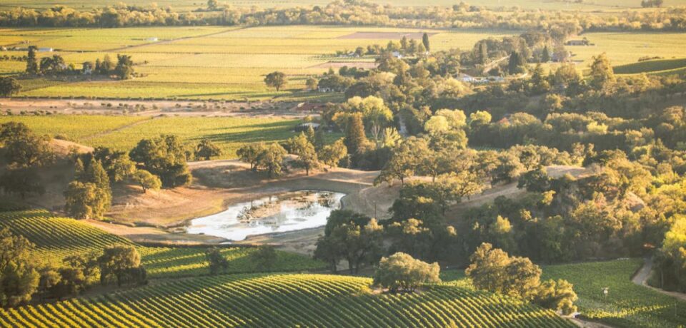 Untitled design (14) Tyson Project